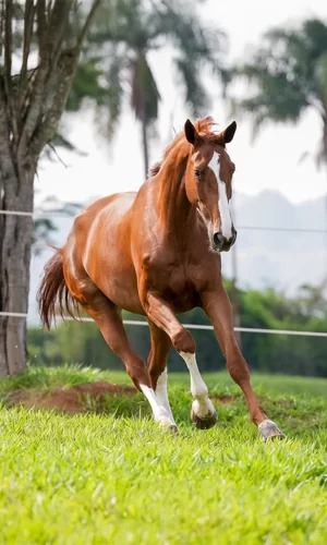 Balance Z - Capa_Vertical