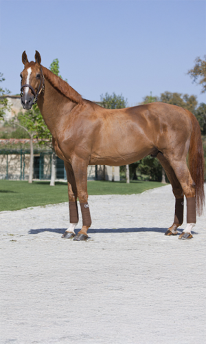 Baloubet_du_Rouet_progenitor