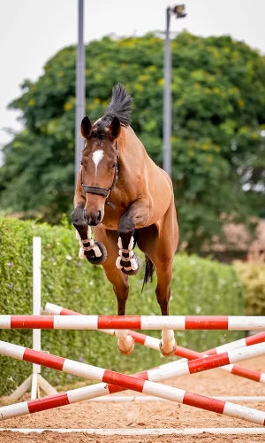 Cibele - Capa_Vertical