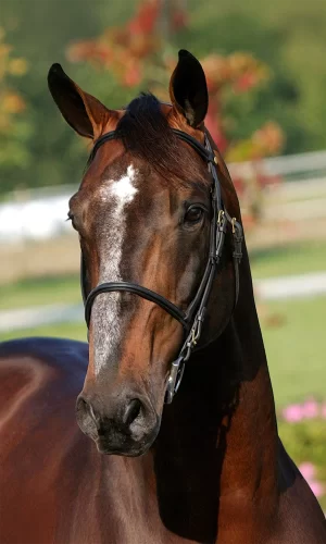 Diamant de Semilly - Capa_Vertical