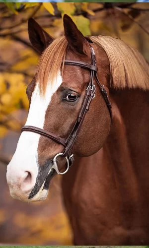 Ermitage Kalone - Capa-Vertical