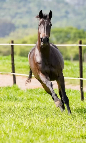 Lika JT - Capa_Vertical-02