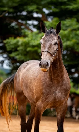 Quellanotte di Villagana - Capa_Vertical